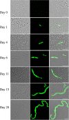 FIG. 3.