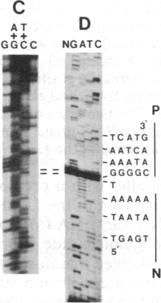 graphic file with name pnas00317-0022-a.jpg