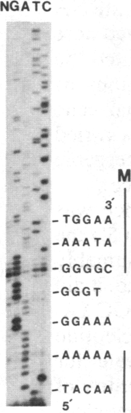 graphic file with name pnas00317-0022-e.jpg