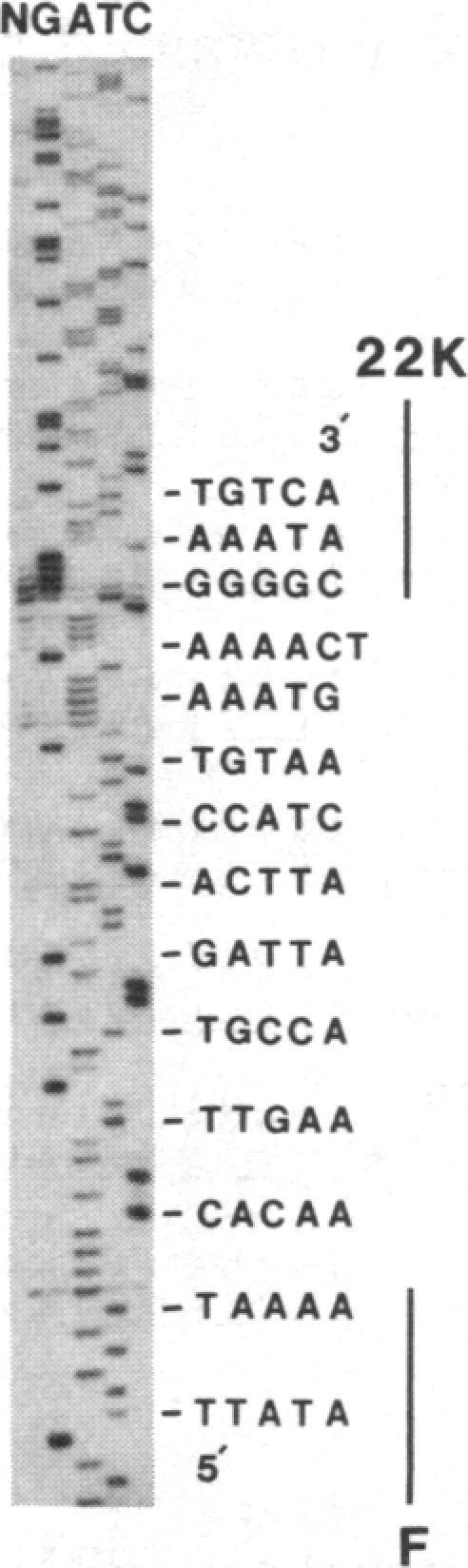 graphic file with name pnas00317-0022-i.jpg