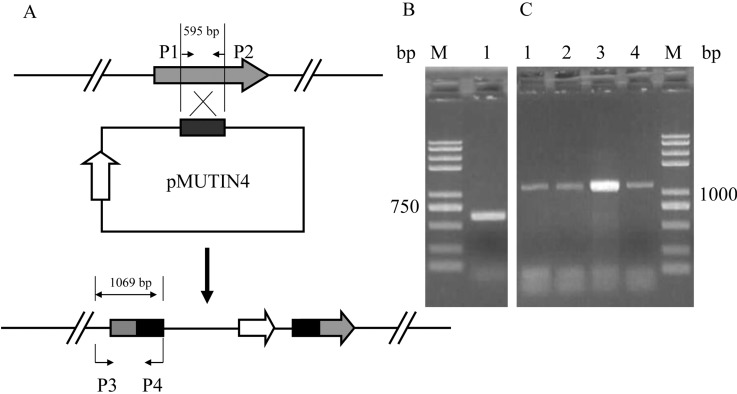 Figure 5