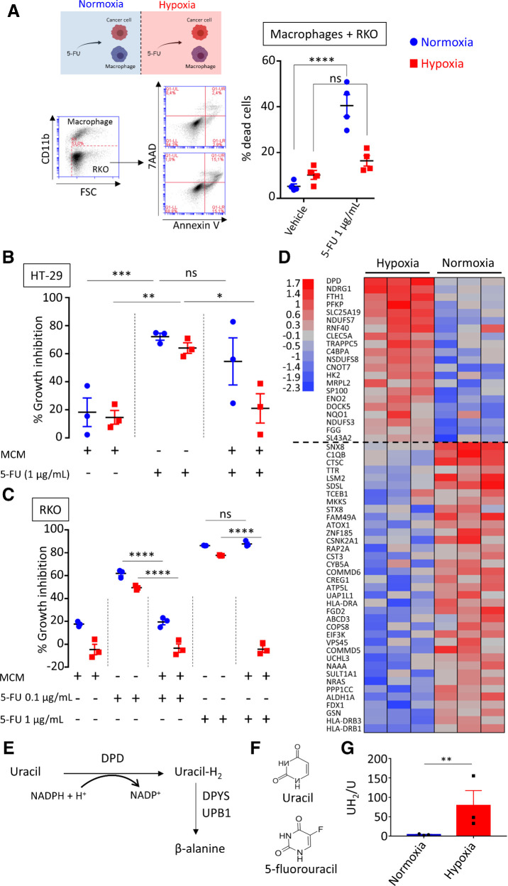 Figure 1. Macrophages confer a chemoresistance to 5-FU in hypoxia. A, Top left, induction of death in RKO cells by 5-FU in a cocultured assay with macrophages in normoxia (blue) and hypoxia (red). 5-FU was used at 1 μg/mL. Dead cancer cells were defined as CD11b-AnnexinV+7-AAD± cells by flow cytometry. The gating strategy is represented on the bottom left. Dead cell quantification is represented on the right (n = 4). B, Growth inhibition of HT-29 cells by MCM(Ø), 5-FU, and CM(5-FU) in normoxia (blue), and in hypoxia (red), 5-FU was used at 1 μg/mL (n = 3). C, Growth inhibition of RKO cells by MCM(Ø), 5-FU, and MCM (5-FU) in normoxia (blue) and in hypoxia (red) 5-FU was used at 0.1 and 1 μg/mL (n = 3). D, Protein heatmap of macrophages in hypoxia and normoxia. Proteins were selected by a fold change > 2 and P < 0.01. Proteins were organized according to descending mean z-score of hypoxic proteins. E, Schematic presentation of the rate-limiting steps of the pyrimidine degradation pathway involving DPD. F, Chemical structures of uracil and 5-FU. G, Dihydrouracil/uracil ratio measured by HPLC in the macrophage supernatant from macrophages cultured in normoxia and hypoxia (n = 3). Statistical significance was determined using a one-way ANOVA analysis with Tukey post hoc test (A–C). Statistical significance was performed using a two-tailed paired t test (G). Error bars, mean ± SEM.*, P < 0.05; **, P < 0.01; ***, P < 0.001; ****, P < 0.0001; ns, nonsignificant.