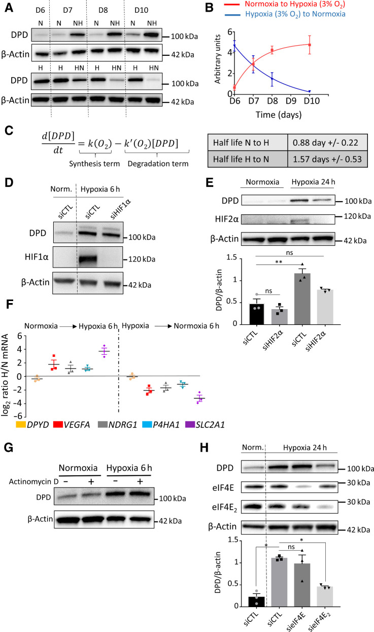 Figure 3. DPD expression in hypoxic macrophages is under the control of HIF2α and eIF4E2. A, Immunoblot of DPD expression in normoxia (N) and hypoxia (H) and during transition from normoxia to hypoxia (NH) and hypoxia to normoxia (HN; n = 4). B, Quantification of the expression of DPD from immunoblots of A for normoxia-to-hypoxia and hypoxia-to-normoxia transitions (n = 4). C, Left, mathematical model fitting DPD expression curves from B. Right, DPD half-life extracted from the model. D, Immunoblot analysis of DPD and HIF1α in macrophages exposed to hypoxia (7 mm Hg) for 6 hours under siRNA silencing of HIF1α. β-Actin was used as loading control (n = 3). E, Immunoblot of DPD expression in normoxia and during normoxia-to-hypoxia transition (hypoxia PO2 = 7 mm Hg) under siRNA silencing of HIF2α (n = 3). F, mRNA expression ratio NH/N and HN/H transitions (hypoxia PO2 = 25 mm Hg) determined by qPCR for the following genes: DPYD, VEGFA, NDRG1, P4HA1, and SLC2A1. Macrophages were previously cultured in normoxia or hypoxia (n = 3). G, Immunoblot of DPD expression during normoxia-to-hypoxia (hypoxia PO2 = 7 mm Hg) transition with macrophages previously exposed to actinomycin D at 1 μg/mL for 20 minutes (n = 3). H, Immunoblot of DPD expression during normoxia-to-hypoxia transition (hypoxia PO2 = 7 mm Hg) under siRNA silencing of eIF4E2 and eIF4E (n = 3). Statistical significance was determined using a one-way ANOVA analysis with Tukey post hoc test (E and H). Error bars, mean ± SEM. *, P < 0.05; **, P < 0.01; ns, nonsignificant.