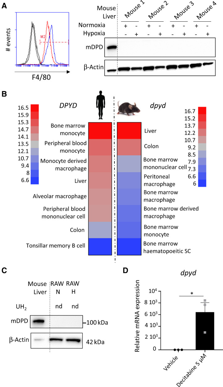 Figure 5. Mice macrophages do not express DPD. A, BMDMs were differentiated in normoxia and hypoxia. F4/80 was studied by flow cytometry (left) and mouse DPD (mDPD) expression by immunoblot (right; n = 4). Mouse liver was used as a positive control for mDPD. B, Microarray analysis of DPYD mRNA expression in monocytes/macrophage populations in mice and humans. In each group, the highest and lowest level of expression was used to scale the heatmap. C, RAW264.7 macrophages were cultivated in normoxia and in hypoxia. mDPD expression was studied by immunoblot. No production of dihydrouracil was found in RAW supernatant using HPLC. nd, nondetected. D, dpyd mRNA level of expression in RAW macrophages exposed to decitabine at 5 μmol/L during 24 hours (n = 3).