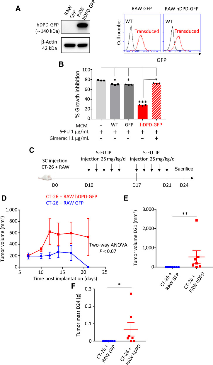 Figure 6. Transduced human DPD in mice macrophages leads to 5-FU chemoresistance in vivo. A, Left, immunoblot of RAW macrophages transduced to express GFP and human DPD (hDPD)-GFP. Right, transduced GFP and hDPD-GFP proteins levels of expression analyzed by flow cytometry. B, Growth inhibition of CT-26, after 48 hours, under the presence of CM containing 5-FU (0.1 μg/mL) exposed to macrophages WT, expressing GFP or hDPD-GFP for 24 hours. Gimeracil was used to block hDPD activity at 1 μg/mL. C, Tumor assay was performed on female Balb/c mice of 7 weeks. A total of 106 CT-26 and 106 RAW were implanted subcutaneously. After 10 days, daily bolus of 5-FU 25 mg/kg was injected intraperitoneally according to the timeline represented. D, Tumor growth was followed during the protocol (n = 7 in each group). E, Tumor size was determined at day 21 (last day of 5-FU injection protocol). F, Tumor weight was determined at day 24 (n = 7 in each group). Statistical significance was determined using a one-way ANOVA analysis with Tukey post hoc test (B), a two-way ANOVA analysis for tumor growth curves (D), and a Mann–Withney test (E and F). Error bars, mean ± SEM. *, P < 0.05; **, P < 0.01; ***, P < 0.001.