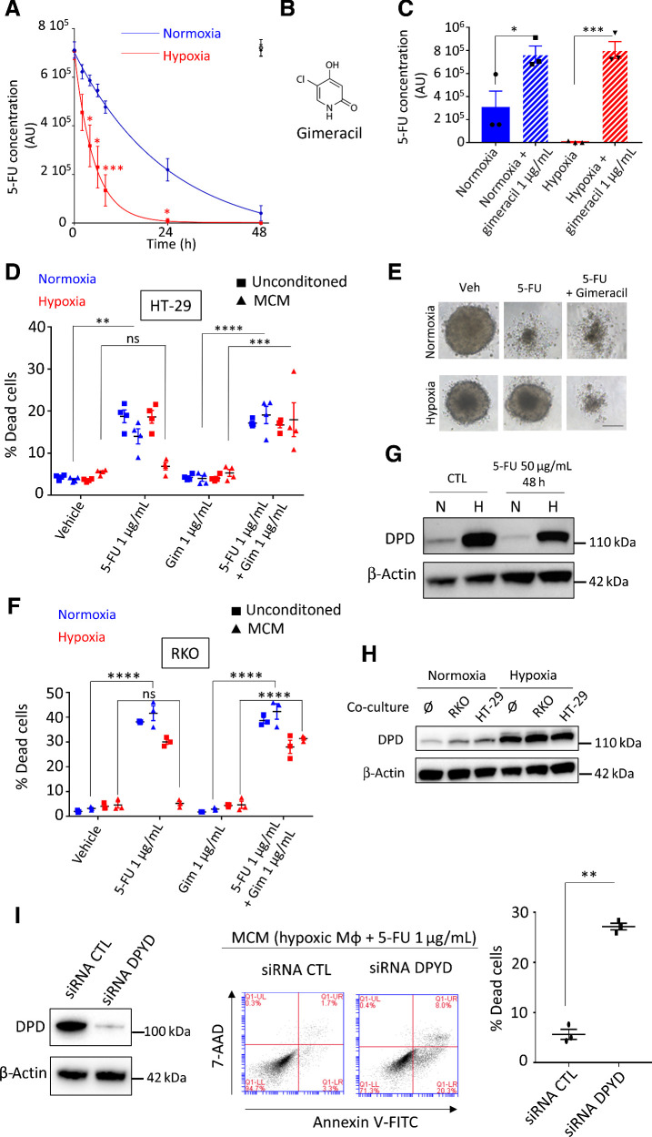 Figure 2. Chemoresistance to 5-FU is driven by DPD activity in macrophages. A, Kinetics of 5-FU degradation by macrophages obtained by HPLC. 5-FU initial concentration was 1 μg/mL. Normoxia, blue; hypoxia, red. 5-FU without macrophages was stable during the 48 hours period of study in normoxia (full black circle) and in hypoxia (empty black circle; n = 3). B, Chemical structure of gimeracil, a specific inhibitor of DPD. C, 5-FU degradation due to DPD activity in macrophages inhibited by gimeracil at 48 hours. 5-FU initial concentration was 1 μg/mL. Normoxia, blue; hypoxia, red (n = 3). D, Induction of death in HT-29 in normoxia (blue) and in hypoxia (red) by nonconditioned medium (square) and conditioned medium (triangle). Dead cells were defined as AnnexinV+ cells in flow cytometry. 5-FU was used at 1 μg/mL and gimeracil at 1 μg/mL (n = 4). E, Inhibition of growth and death induction in 3D tumoroïd of HT-29 cells in normoxia and hypoxia. Tumoroïds were exposed to MCM (vehicle), MCM (5-FU 1 μg/mL), and MCM (5-FU 1 μg/mL + gimeracil 1 μg/mL). Pictures were obtained with a phase contrast microscope. Scale bar, 200 μm (n = 8). F, Induction of death in RKO in normoxia (blue) and in hypoxia (red) by non-conditioned medium (square) and conditioned medium (triangle). Dead cells were defined as AnnexinV+ cells in flow cytometry. 5-FU was used at 1 μg/mL and gimeracil at 1 μg/mL (n = 3). G, Immunoblot of DPD expression in macrophages exposed to 5-FU at 50 μg/mL during 48 hours (n = 3). H, Immunoblot of DPD expression in macrophages transwell cocultured with HT-29 or RKO in normoxia and hypoxia (n = 3). I, Immunoblot analysis of DPD expression in hypoxic macrophages transiently transfected with siRNA against DPD and nonsilencing control siRNA (left). MCM from macrophages treated with siRNA against DPD restore sensitivity to 5-FU in RKO cells (middle; representative of three independent experiments). Quantification of induced apoptosis was done with flow cytometry (right; n = 3). Statistical significance was determined using a one-way ANOVA analysis with Tukey post hoc test (A, C, D, and F) and by paired Student t test for (I). Error bars, mean ± SEM. *, P < 0.05; **, P < 0.01; ***, P < 0.001; ****, P < 0.0001; ns, nonsignificant.