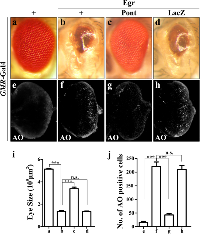 Fig. 5