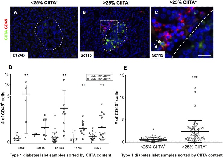 HLA Class II Antigen Processing and Presentation Pathway Components ...