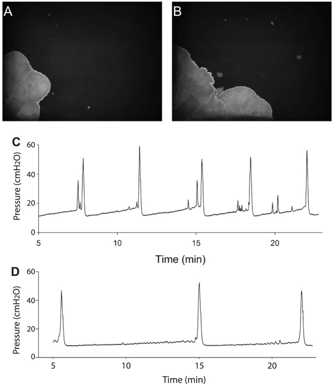 Fig. 8.