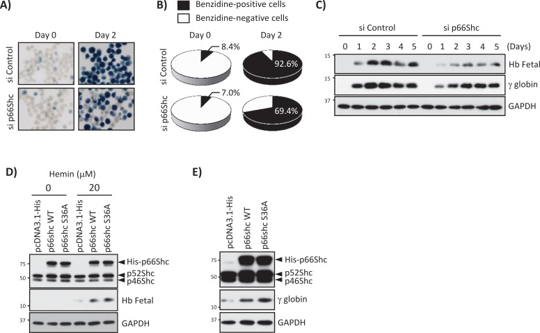 FIGURE 7: