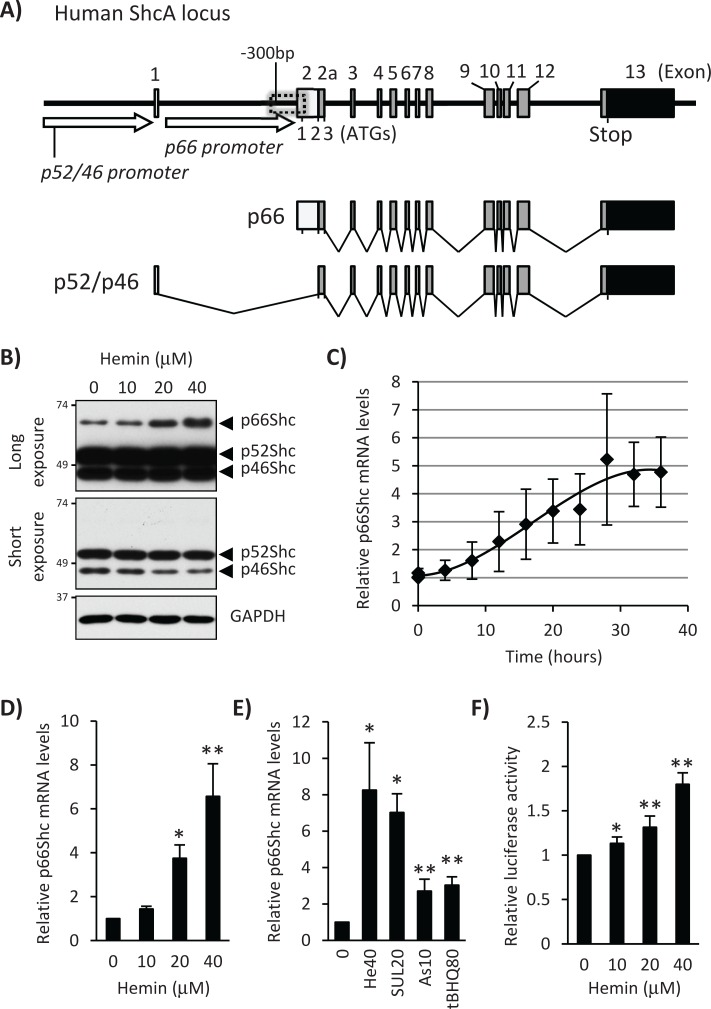 FIGURE 1: