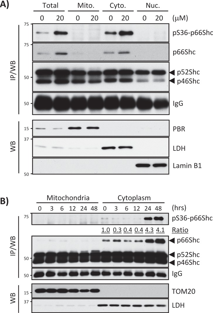 FIGURE 4: