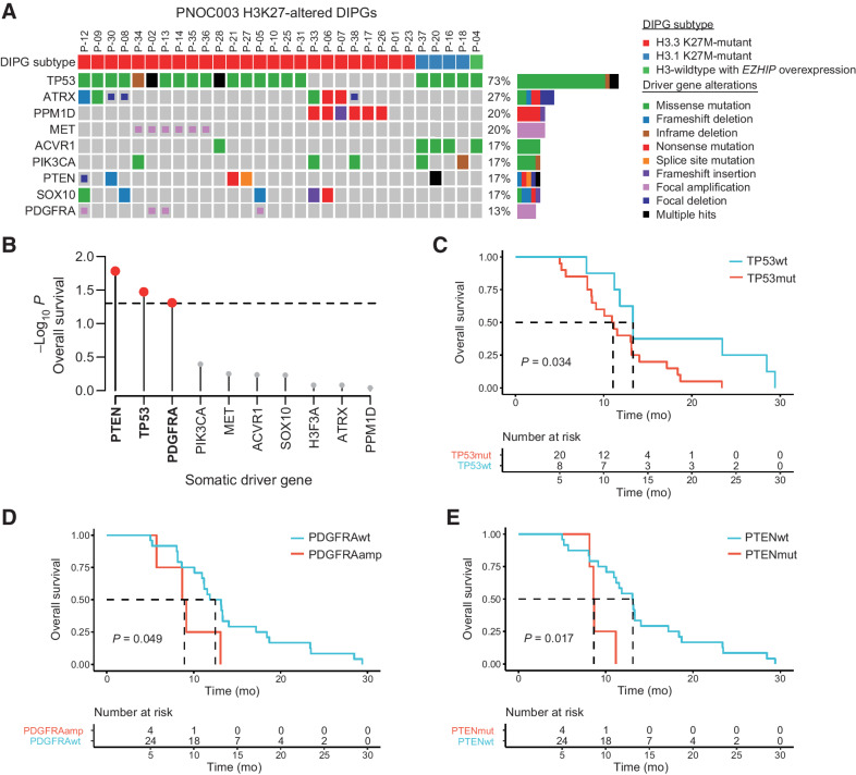 Figure 2. Somatic TP53, PTEN, and PDGFRA alterations are associated with clinical outcomes in H3K27-altered DIPG. A, Oncoprint representation of recurrent somatic driver gene alterations in H3K27-altered DIPGs with available WES, WGS, and mRNA-seq, regardless of the availability of survival outcomes (n = 30). H3K27-altered DIPG subtyping based on the 2021 WHO Classification of Central Nervous System Tumors system: H3F3A (p.K27M), HIST1H3B (p.K27M), and EZHIP overexpression. B, Association between somatic driver gene status and OS in H3K27-altered DIPG patients (n = 28). Lollipop plot shows the −log10 log-rank test P value for all tested driver genes (n = 8). Red colored dots mark genes significantly (P < 0.05) associated with OS. C–E, Kaplan–Meier survival curves and log-rank P values for H3K27-altered DIPG patients stratified by TP53 (C), PDGFRA (D), and PTEN (E) alteration status. WES, whole-exome sequencing; WGS, whole-genome sequencing; mRNA-seq, mRNA sequencing; OS, overall survival; PFS, progression-free survival; wt, wild-type; mut, mutant; amp, amplification.