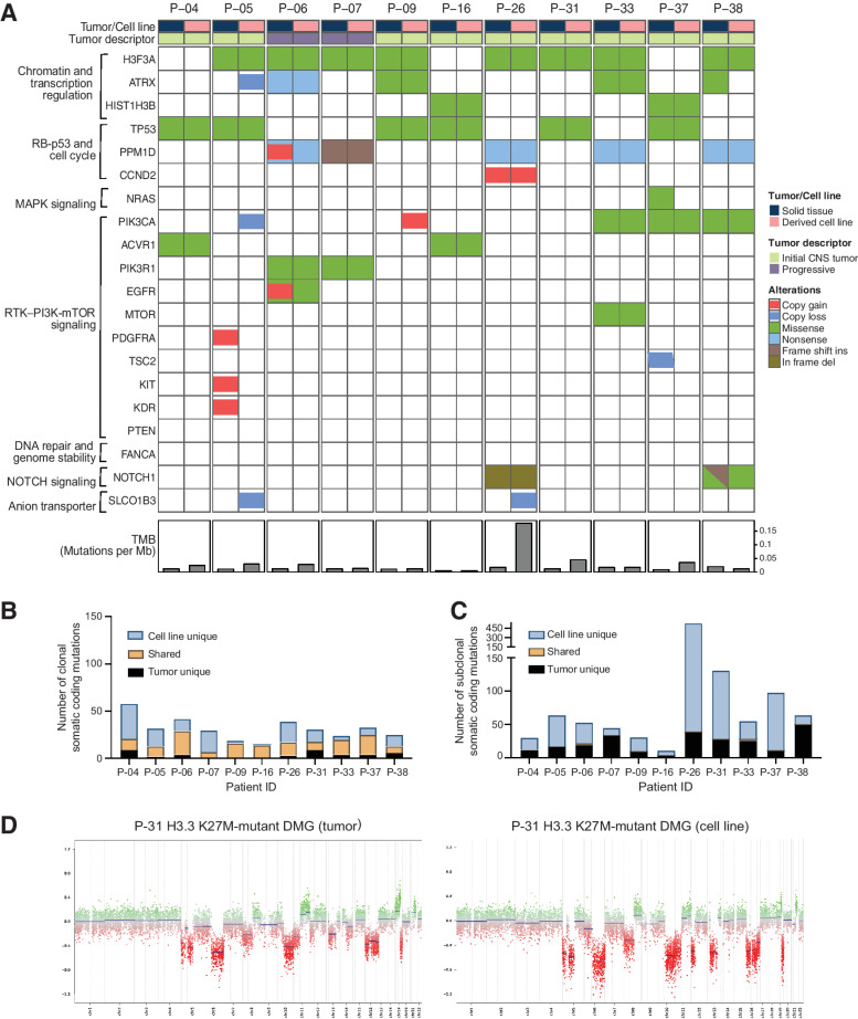 Figure 6. Genomic fidelity of DIPG cell lines derived from primary and progressive tumor biopsies. A, Oncoprint of WGS-derived somatic driver gene alterations for 11 DIPG cell lines and matched tumor tissue samples (biopsy at diagnosis, n = 9; biopsy at progression, n = 2). B and C, Total number of nonsynonymous gene mutations in 11 DIPG cell lines and matched tumors with clonal (B) and subclonal mutations (C). Somatic mutations in DIPG cell lines and matched tumors are shown in orange, and mutations present only in cell lines and matched tumors are shown in blue and black, respectively. D, DNA methylation-based somatic copy-number profile of a representative H3.3K27M-mutant DIPG cell line and matched primary tumor biopsy sample. WGS, whole-genome sequencing; TMB, tumor mutation burden; VAF, variant allele frequency; clonal, VAF >0.20; sub-clonal, VAF 0.05–0.20.