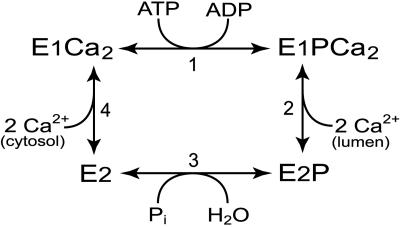 Scheme 1.