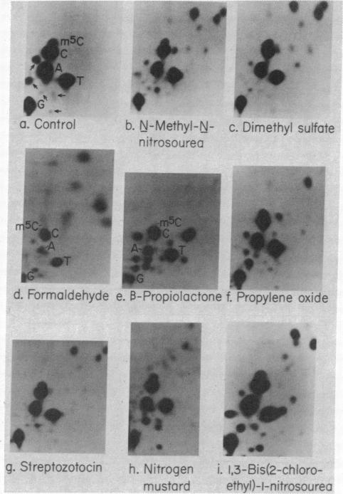 graphic file with name pnas00661-0231-a.jpg