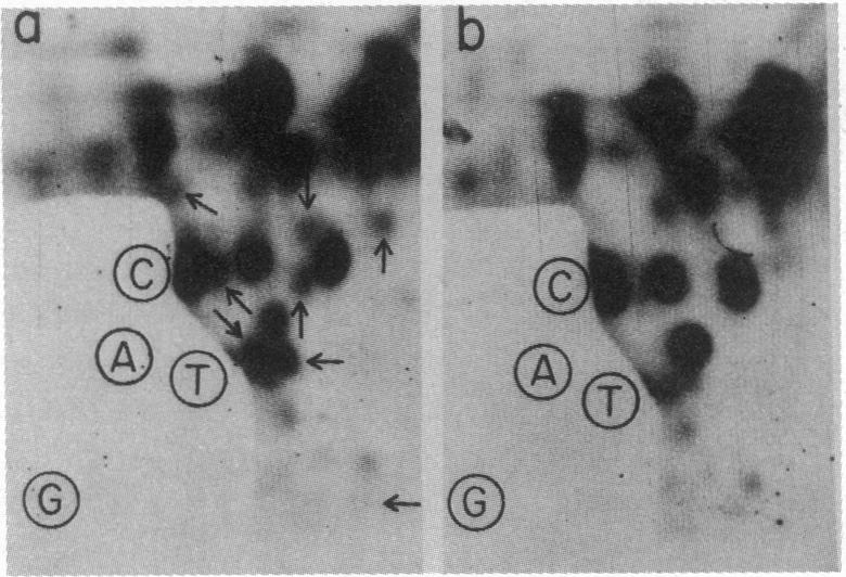 graphic file with name pnas00661-0232-a.jpg