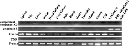 Fig. 1.