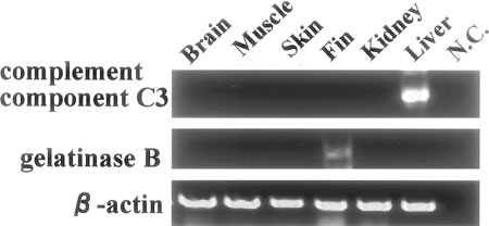 Fig. 7.