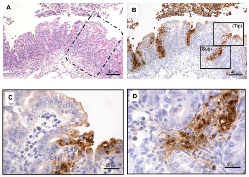 Fig. 6