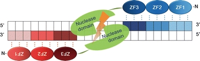 Fig. 1