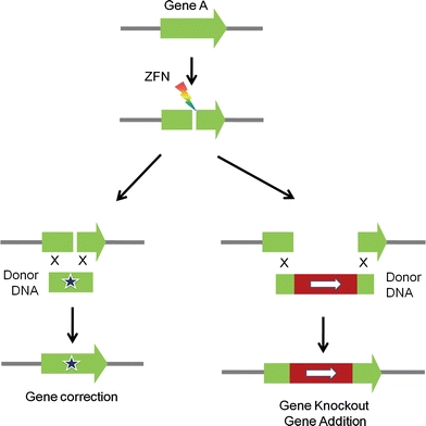 Fig. 3