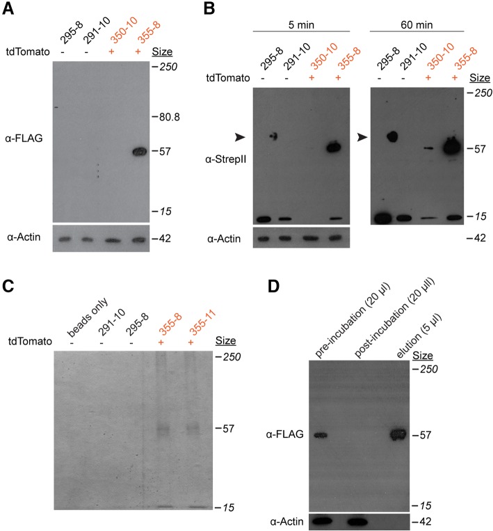 Fig. 8