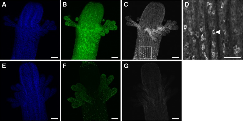 Fig. 5