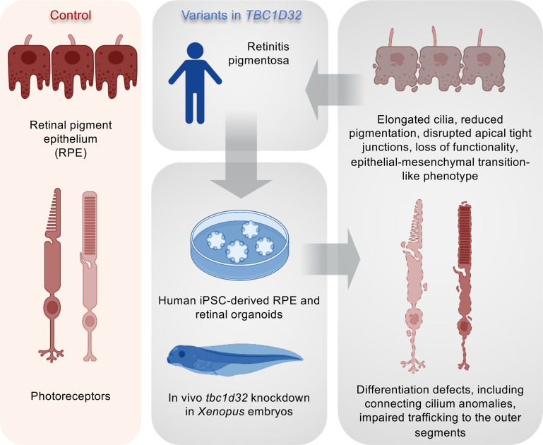 graphic file with name jciinsight-8-169426-g084.jpg