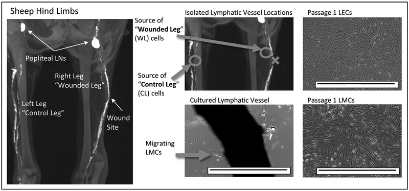 Figure 2: