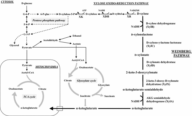 Fig. 1