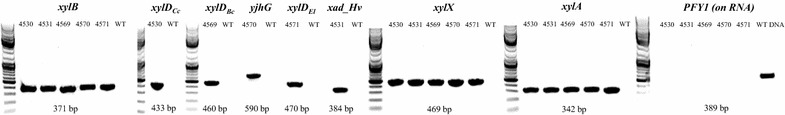 Fig. 6