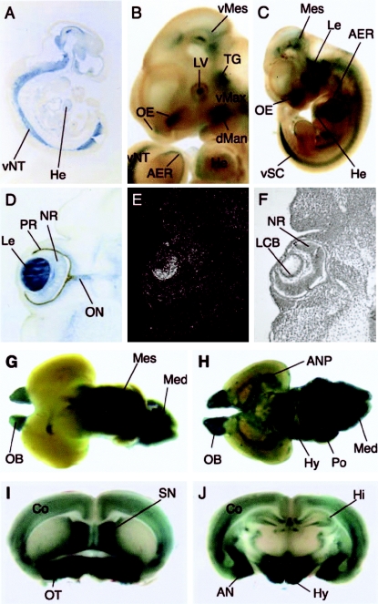 Figure  4