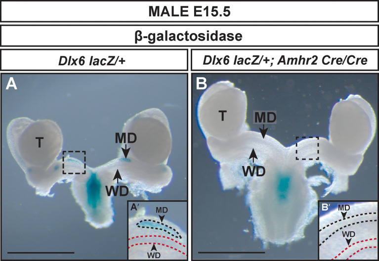 Figure 4