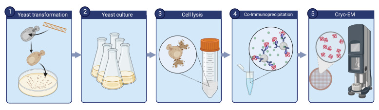 graphic file with name BioProtoc-13-02-4596-ga001.jpg