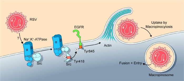 Fig 13