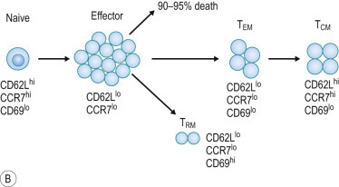 FIG 25.2