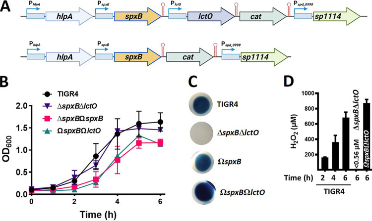 FIG 2