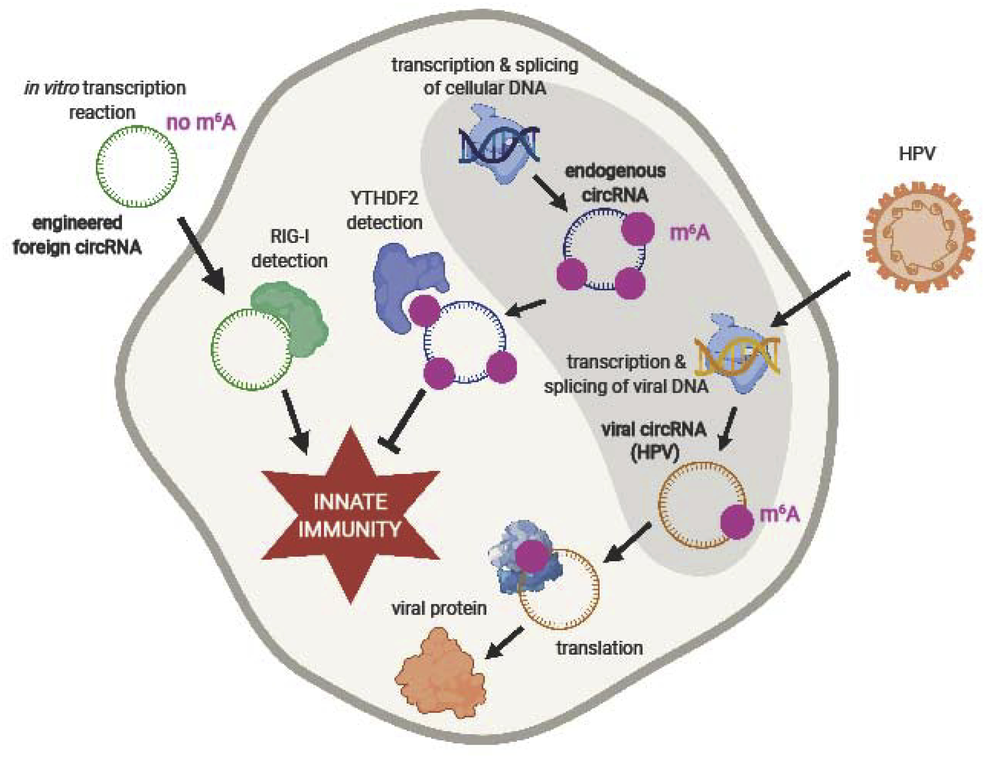 Figure 3: