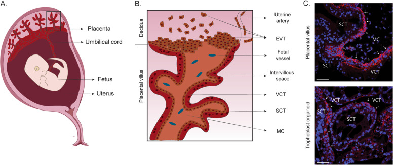 Fig. 5