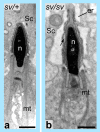Fig. 8