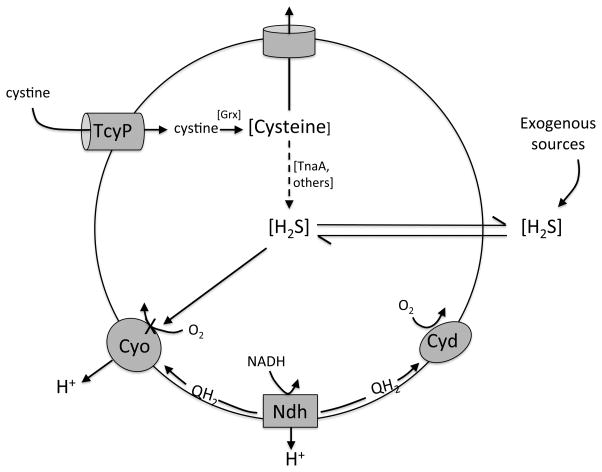 Figure 9