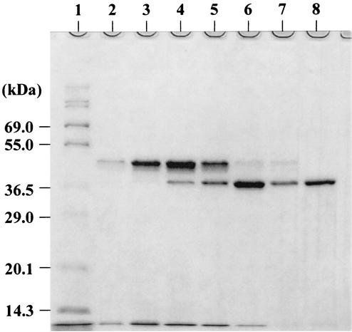 FIG. 7.