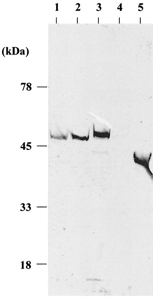 FIG. 5.