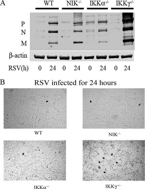 FIGURE 7.