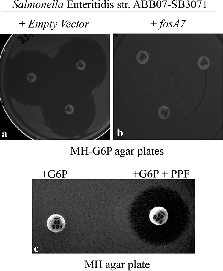 FIG 2