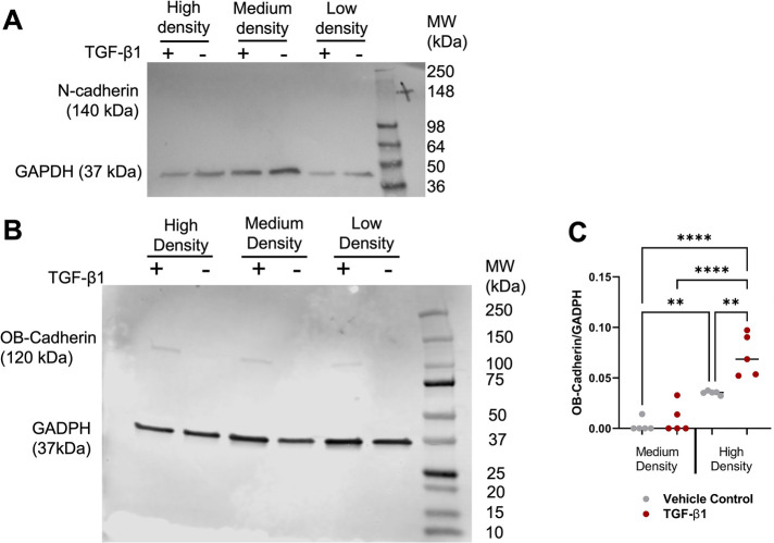 FIGURE 6: