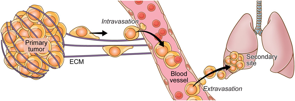 Fig 1: