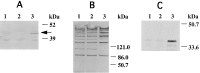 FIG. 8