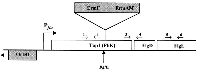 FIG. 1